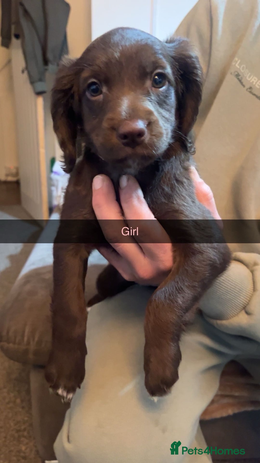 Mixed Breed dogs for sale: 6 Beautiful Sprockerpoos for sale - Advert 6