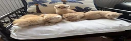 Scottish Fold cats for sale: Scottish fold and straight  in London - Advert 21