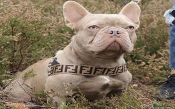 French Bulldog dogs for sale: Beautiful blue and lilac merle French bulldogs - Image 17