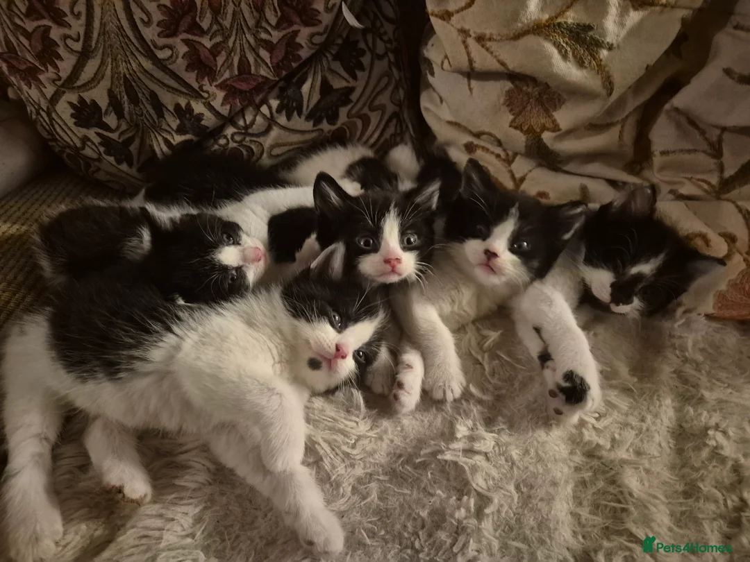 Mixed Breed cats for sale: 2 girls 3 boys kittens  - Advert 1