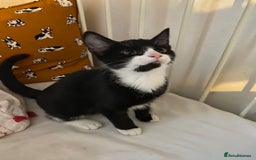 Mixed Breed cats for sale: Friendly kittens looking for homes ! - Image 2