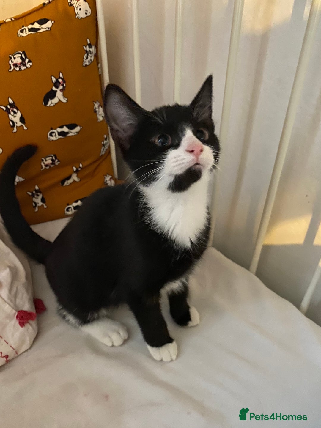 Mixed Breed cats for sale: Friendly kittens looking for homes ! - Image 2