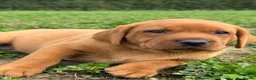 Labrador Retriever dogs for stud: Perfect 0/0 Hips & Elbows Dark Fox Red Labrador ⭐️ - Advert 30