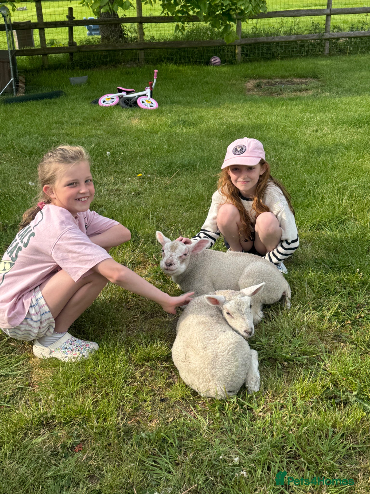 Sheep livestock for sale: 2 friendliest cade lambs  - Advert 1