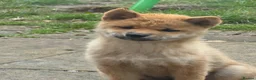 Japanese Shiba Inu dogs for sale: Small sizeShiba parents health tested champions  - Advert 5