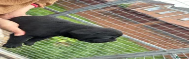 Cane Corso 5