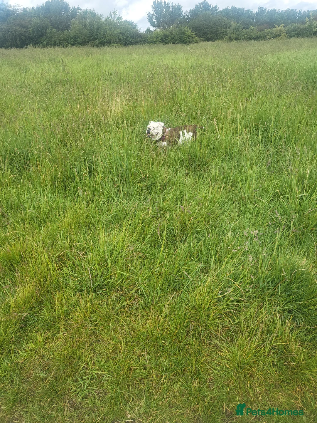 English Bulldog dogs for sale: Beautiful female bulldog 3 years old - Advert 2