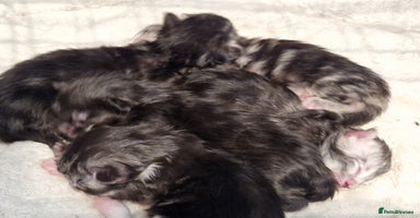 Maine Coon cats - Advert 12