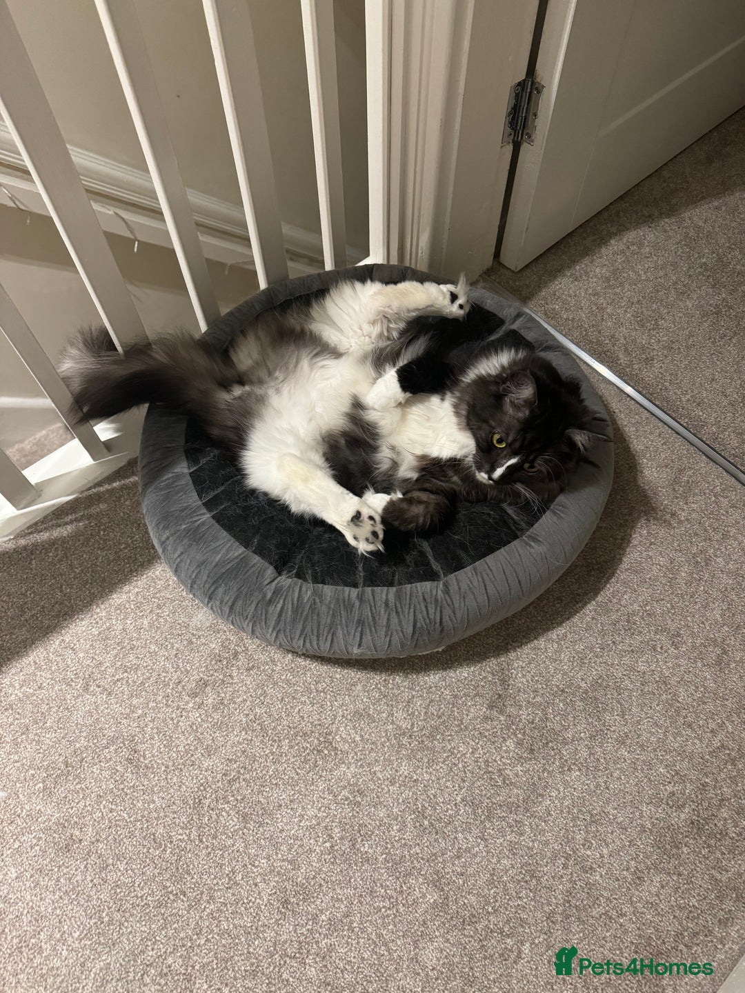 Mixed Breed cats for sale: Mila female 3 year old - Advert 4