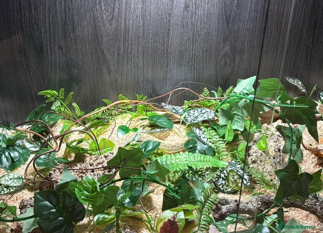 Snake reptiles for sale: Hognose female with full NEW setup - Advert 3