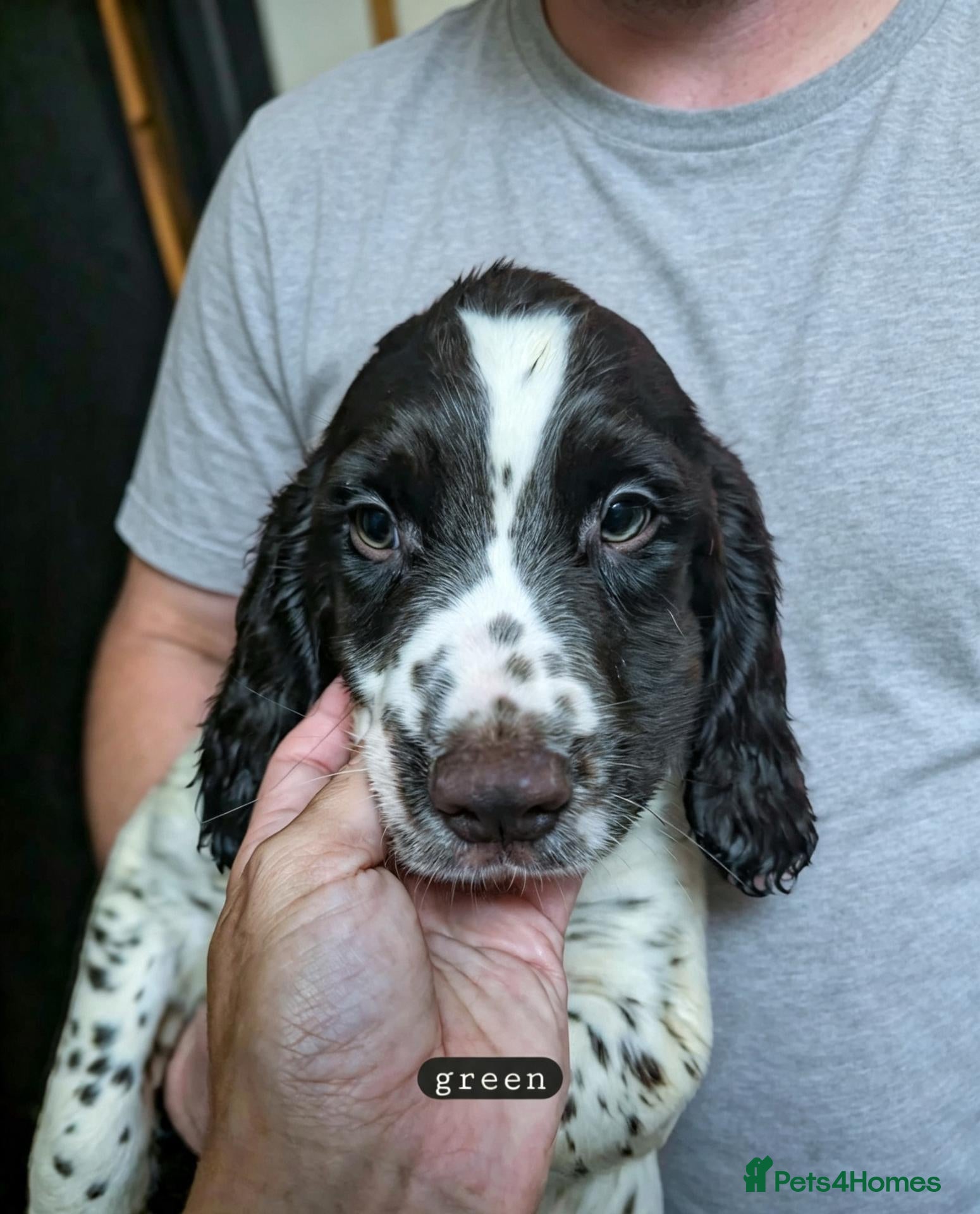 English Springer Spaniel dogs 3/8 left- English Springer Spaniel Pup - Advert 5