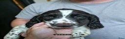 English Springer Spaniel dogs for sale: 3/8 left- English Springer Spaniel Pup - Advert 1