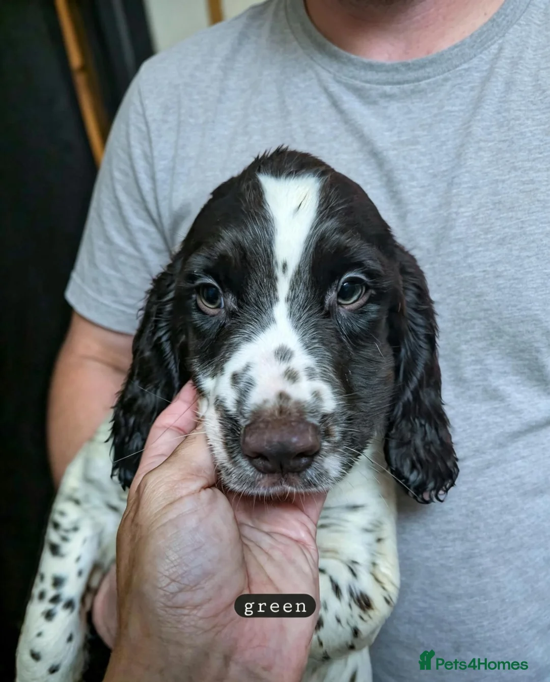 English Springer Spaniel dogs for sale: 3/8 left- English Springer Spaniel Pup - Advert 1