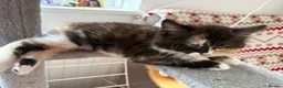 Mixed Breed cats for sale: Beautiful mixed-breed kittens! - Advert 3