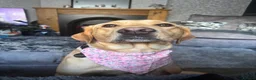 Labrador Retriever dogs for sale: Labrador Retriver puppies  - Advert 1