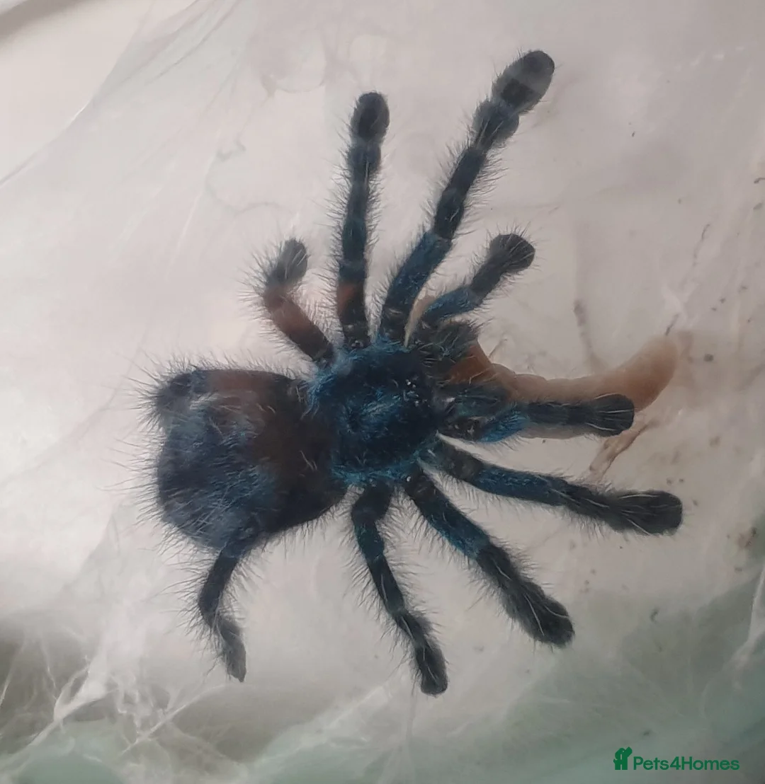 Tarantulas invertebrates for sale: Caribena Versicolor slings - Advert 1