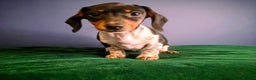 Dachshund dogs for sale: KC Registered Shorthaired dachshunds  - Advert 37