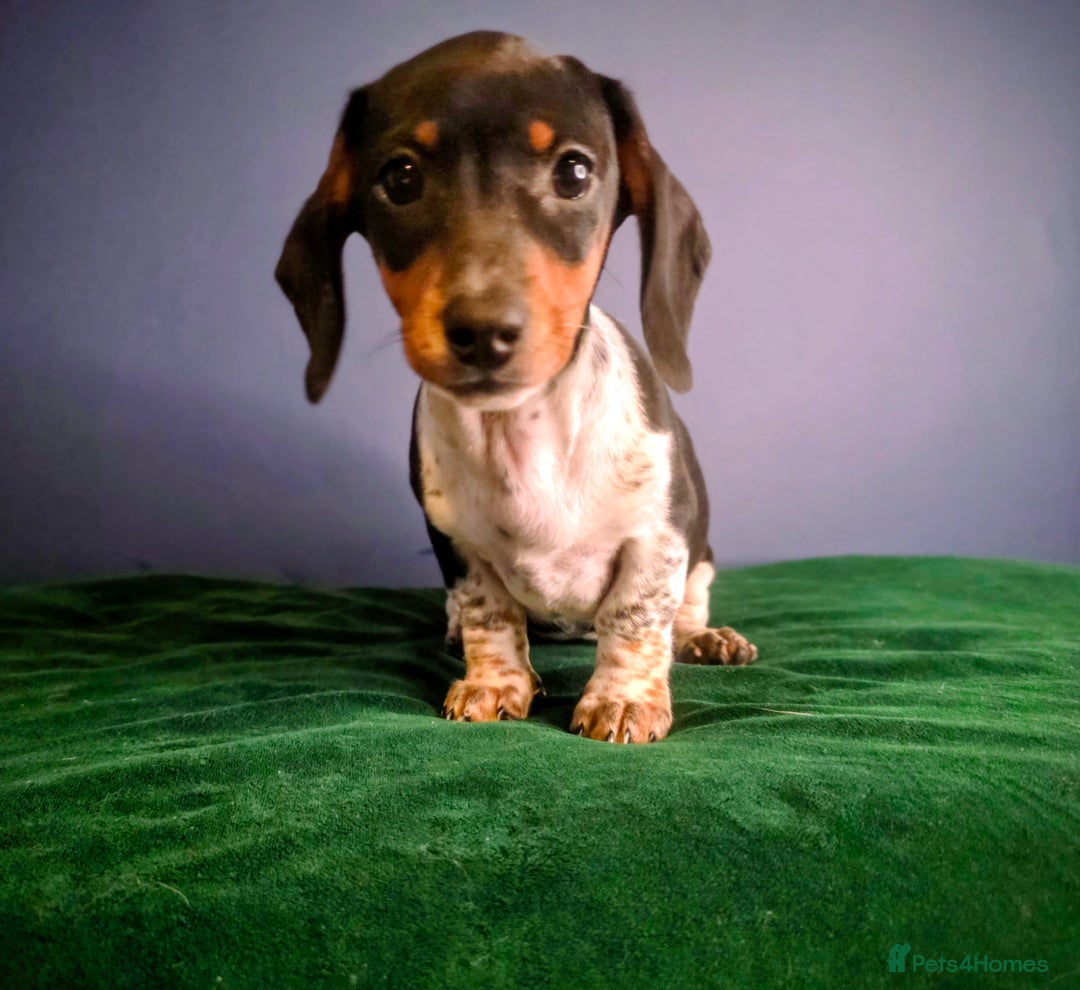 Dachshund dogs for sale: KC Registered Shorthaired dachshunds  - Advert 37