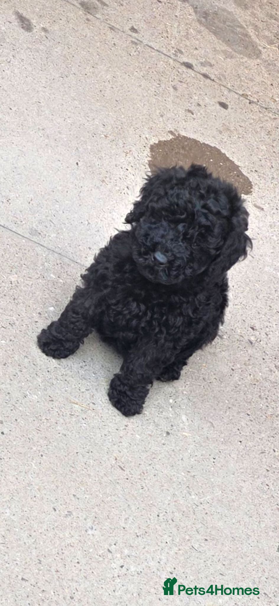 Miniature Poodle dogs Mini poodles READY - Advert 4