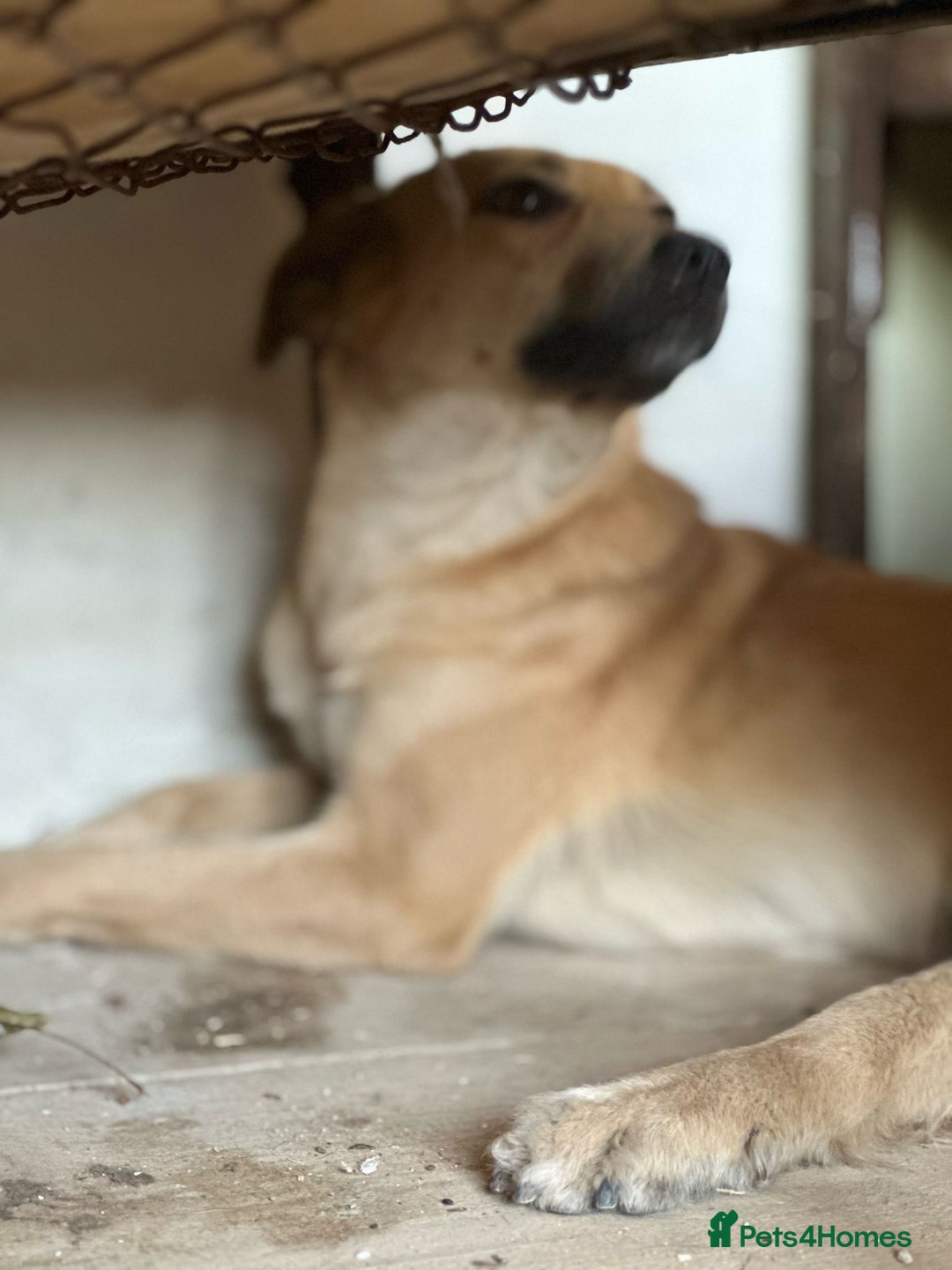Mixed Breed dogs for adoption: 🐾🩷 MIDGET - a superb girl, for a Loving Home🐾🏡 - Image 7