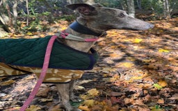 Whippet dogs for adoption: Beautiful Dee Dee wants a loving forever home - Image 1