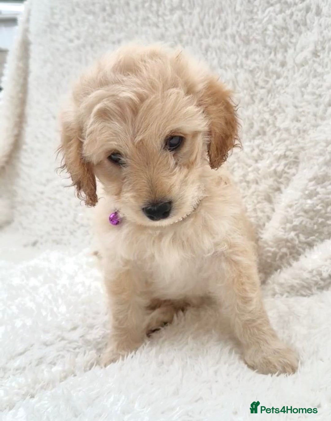 Cockapoo dogs for sale: Stunning cockapoo’s  - Image 8