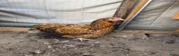 Chickens poultry for sale: Orpington and speckled Sussex  - Advert 3