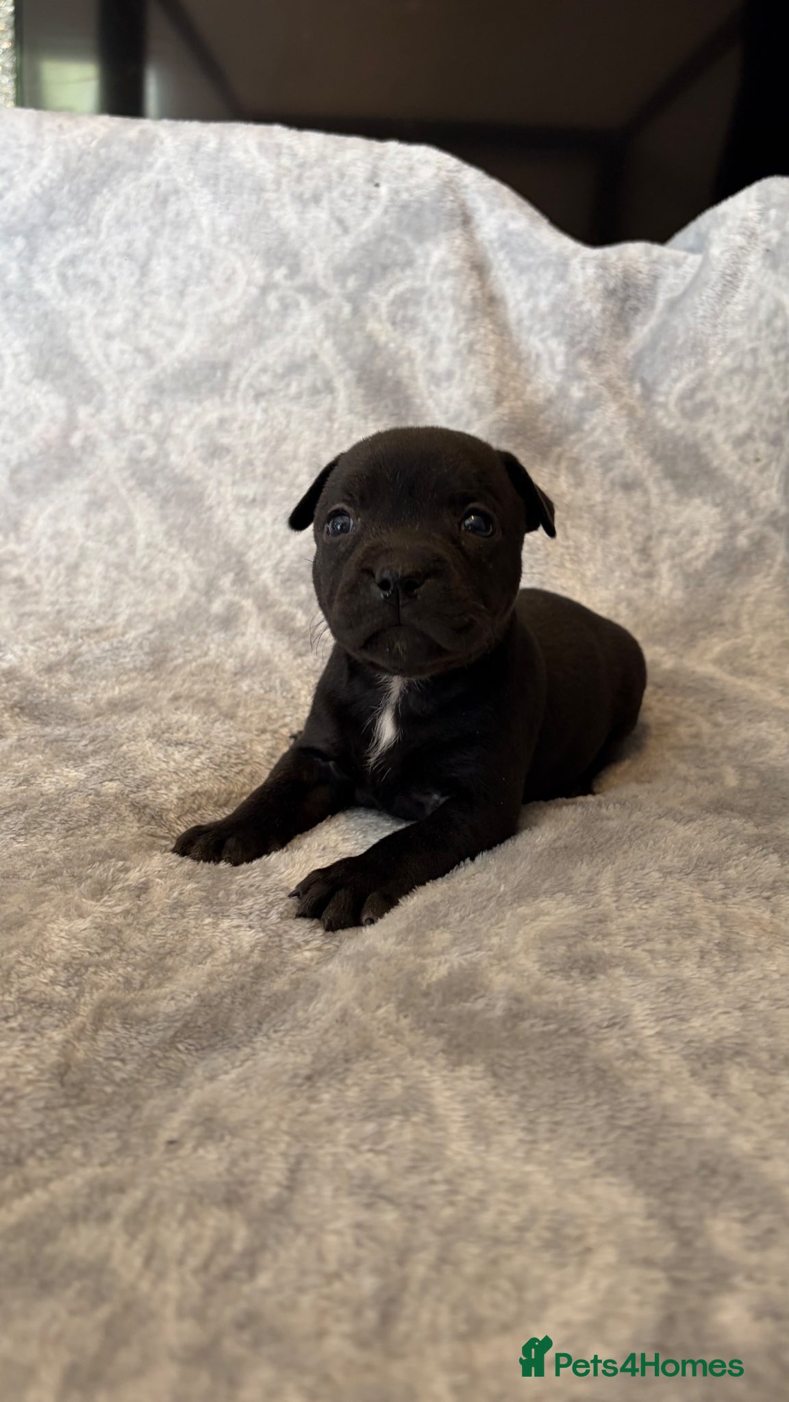 Staffordshire Bull Terrier dogs Stunning Staffordshire bull terrier puppies - Advert 8