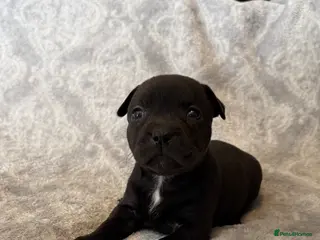 Staffordshire Bull Terrier dogs Stunning Staffordshire bull terrier puppies - Advert 8