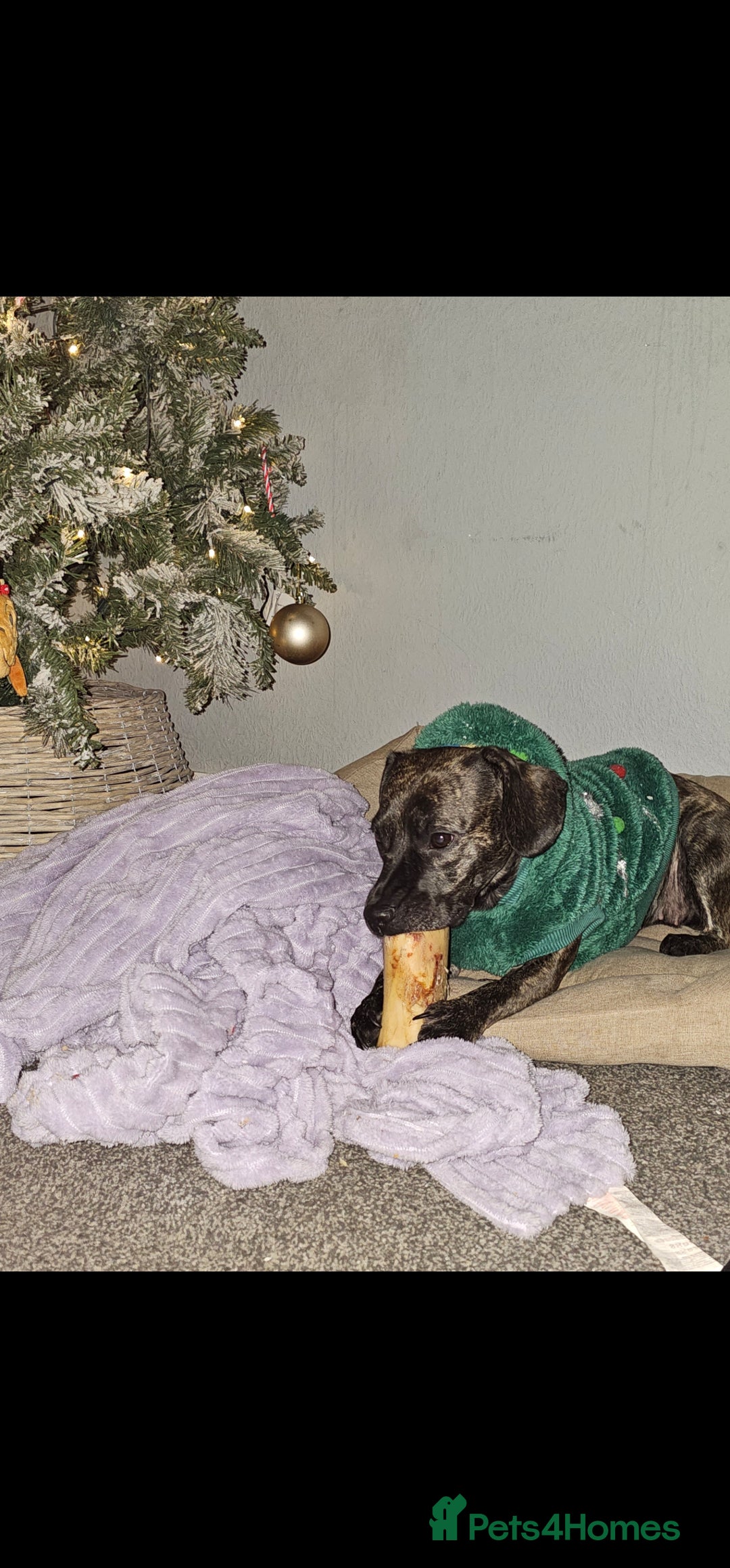 Mixed Breed dogs for sale: Our beautiful pooch - Image 5