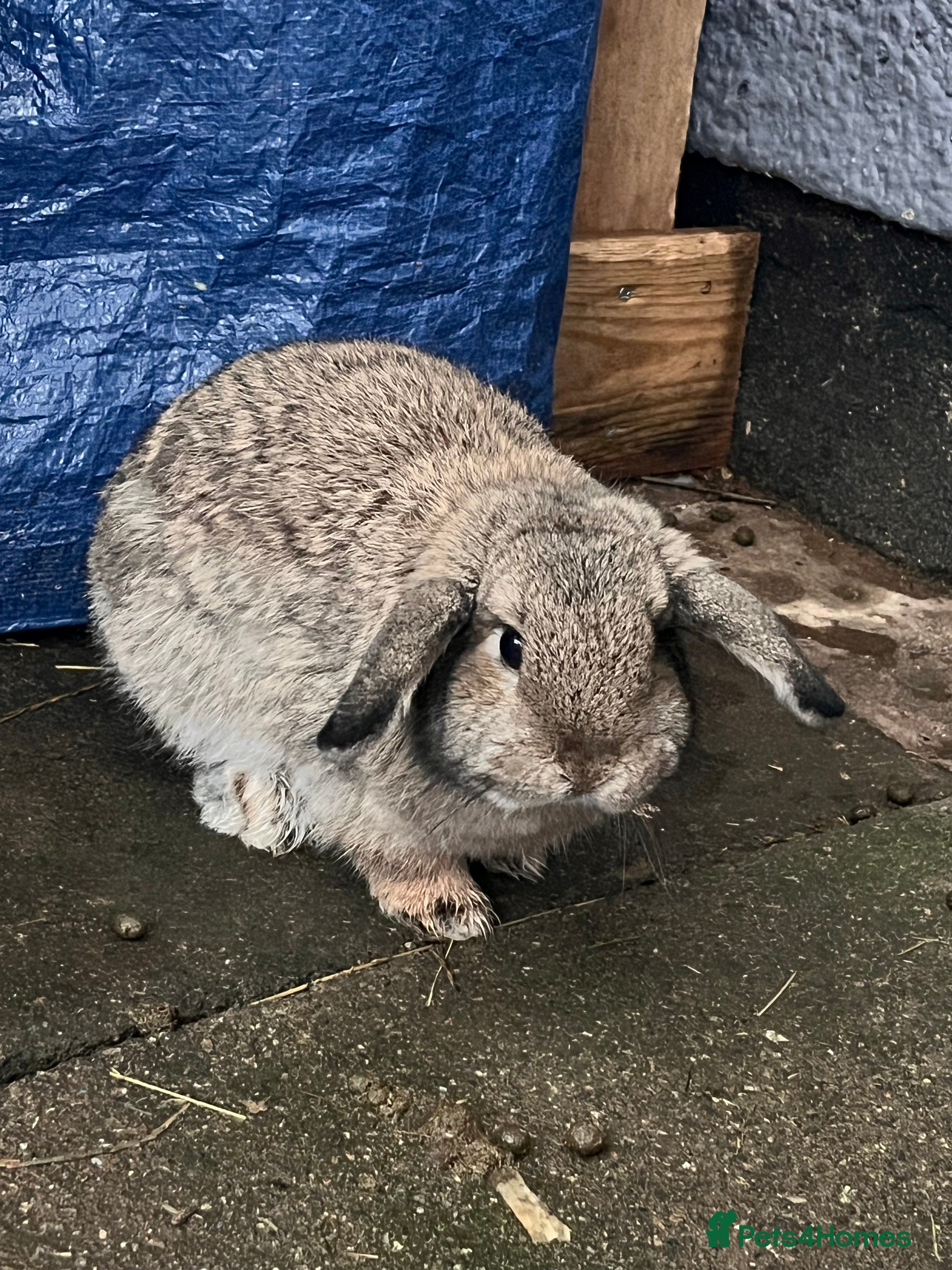 Mini Lop rabbits 6 month old female mini lop  - Advert 5