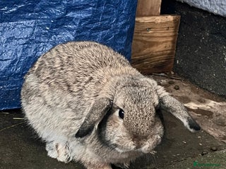 Mini Lop rabbits 6 month old female mini lop - Advert 5
