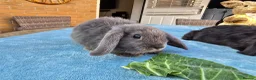 Mini Lop rabbits for sale: Mini Lops in Cambridge - Advert 8