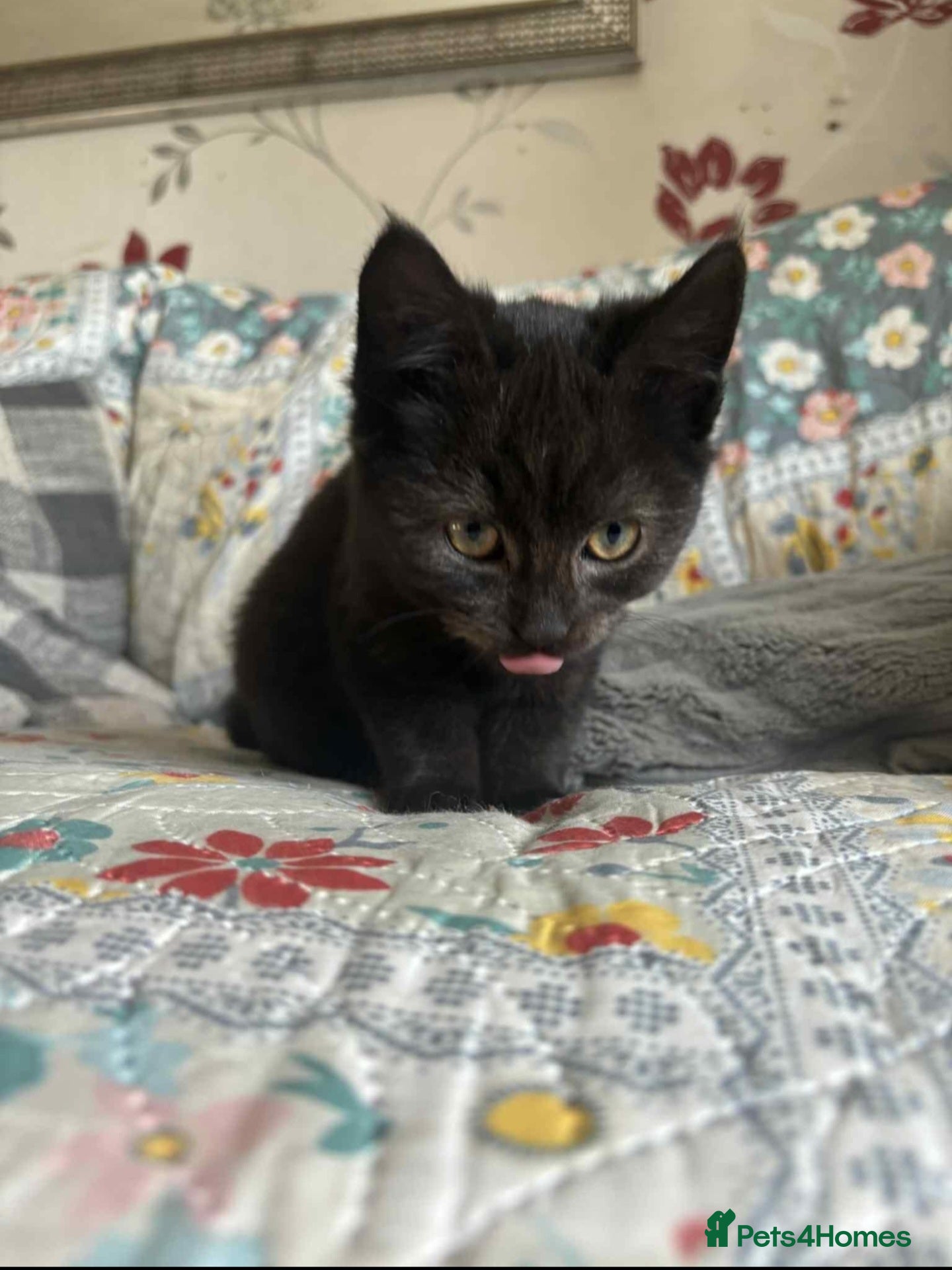 Mixed Breed cats Lovely black male kitten  - Advert 1