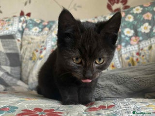 Mixed Breed cats Lovely black male kitten - Advert 1