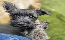 Cairn Terrier dogs for sale: Adorable Cairn Terrier Puppies - Image 16