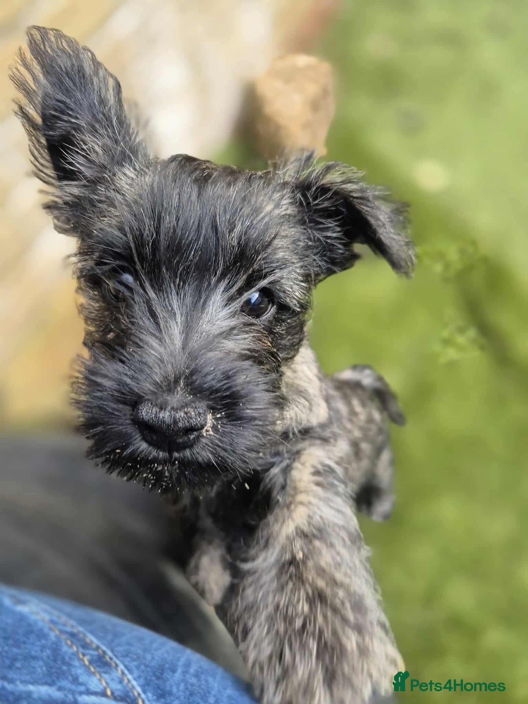Cairn Terrier dogs for sale: Adorable Cairn Terrier Puppies - Image 16