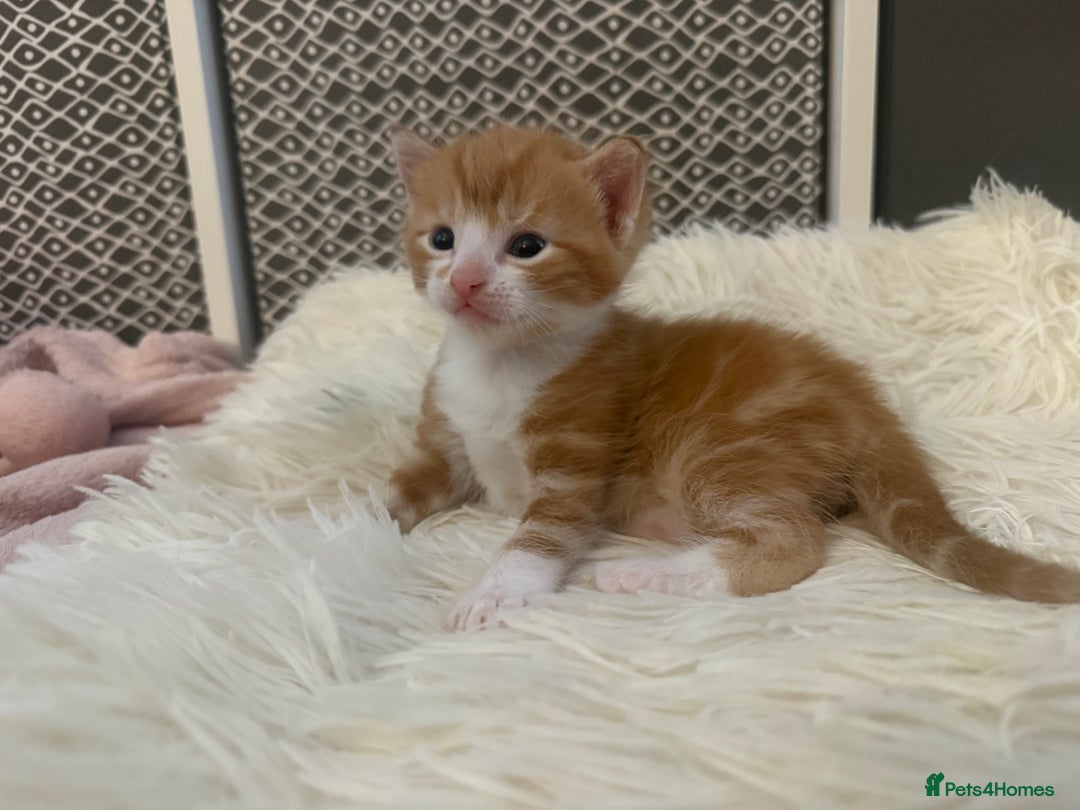 Domestic Shorthair cats for sale: Ginger Tux Boy! Only one of my cat’s litter!  - Image 3