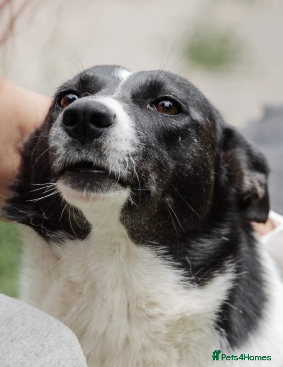 Mixed Breed dogs for adoption: ❤️Zoria❤️- medium-sized 2-year-old sunny girl  - Advert 3