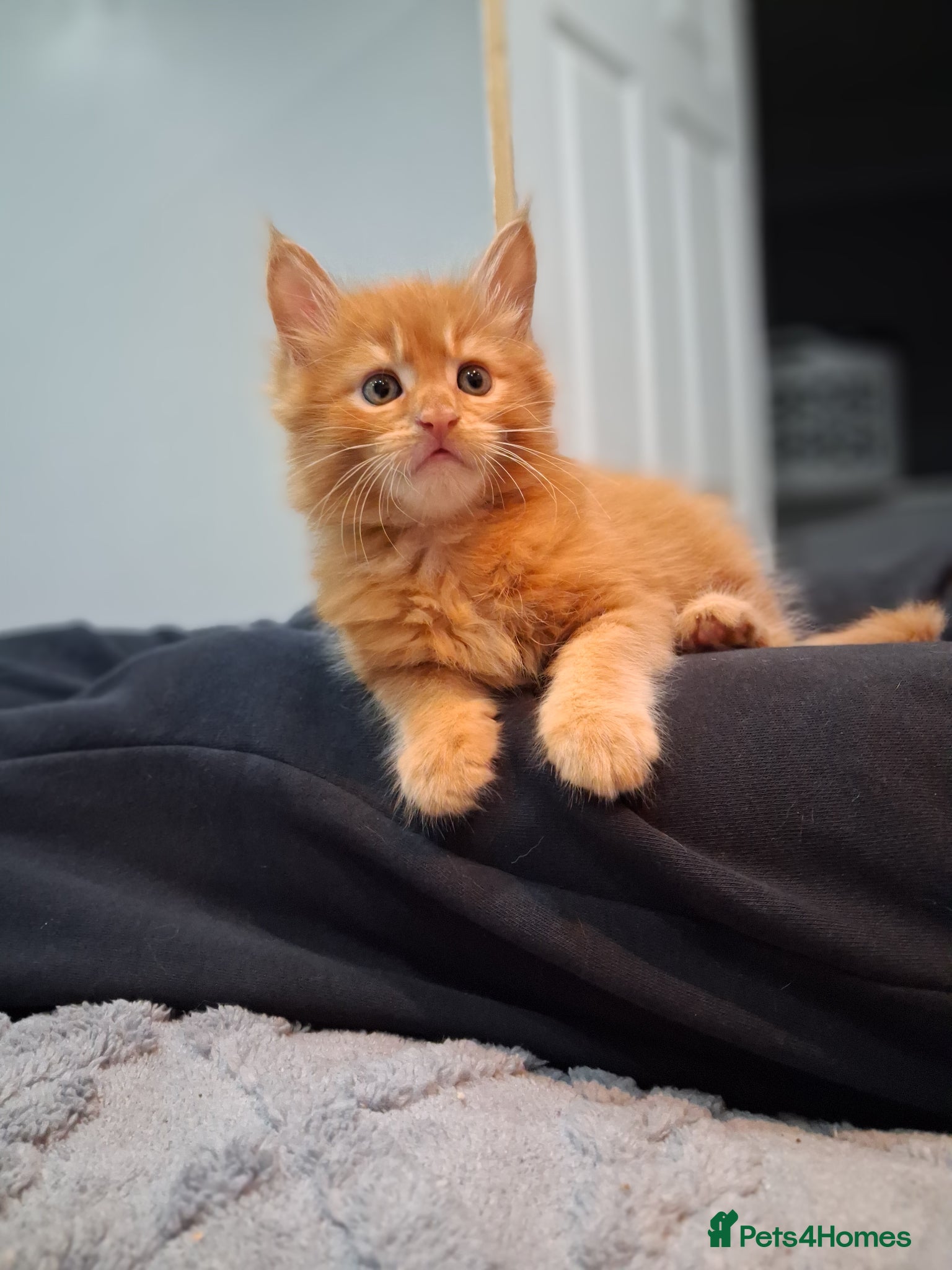 Maine Coon cats BEAUTIFUL LITTLE GINGER BOY - Advert 13