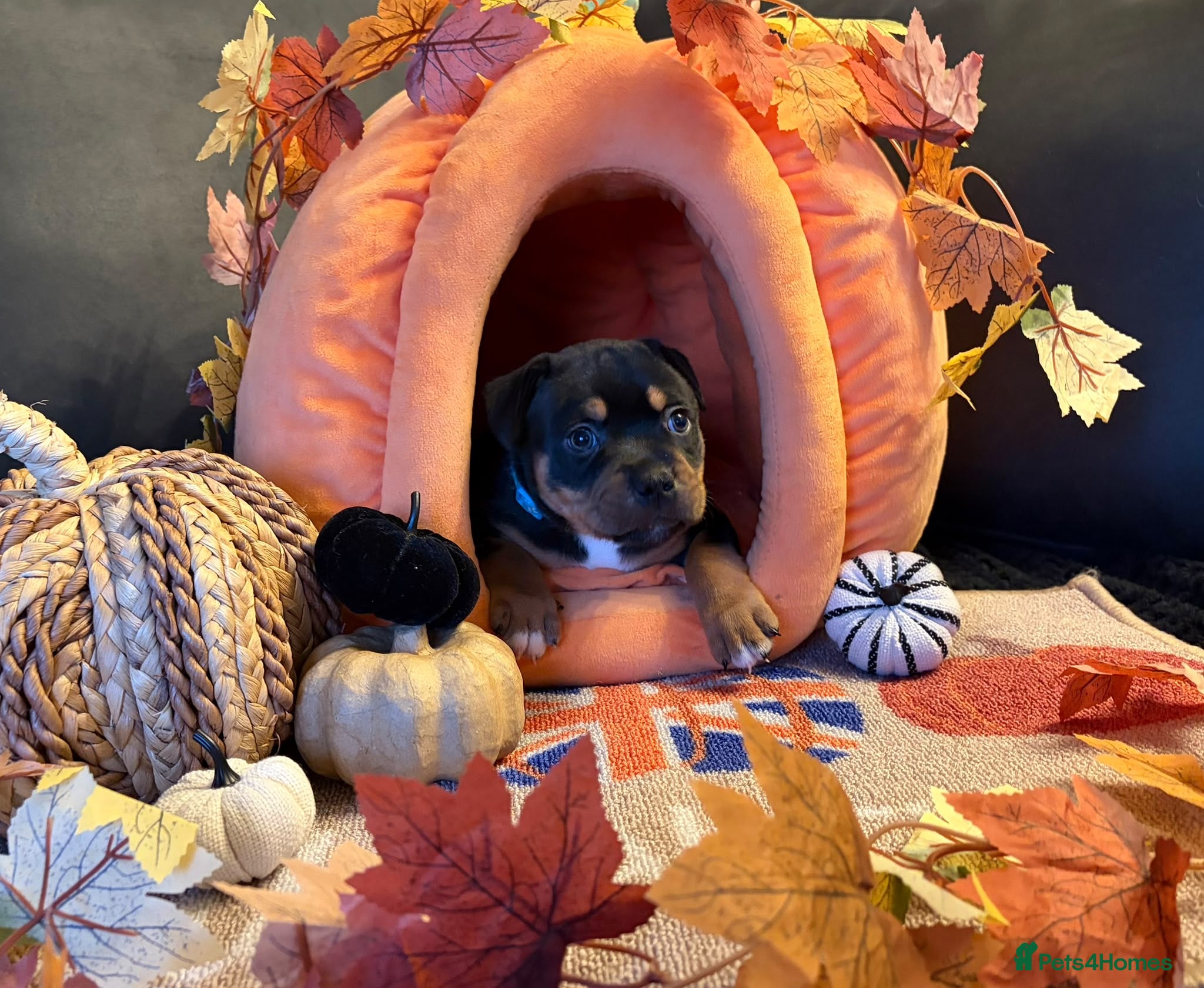 Staffordshire Bull Terrier dogs for sale: KC Reg Staffordshire Bull Terriors  - Advert 2