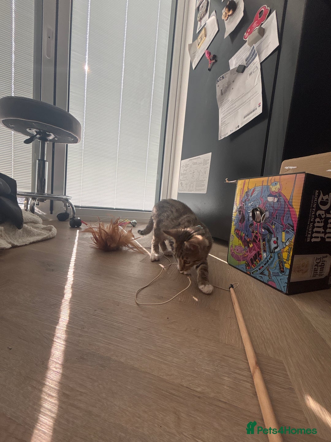 Bengal cats for sale: Hand reared male Bengal cross - Image 2