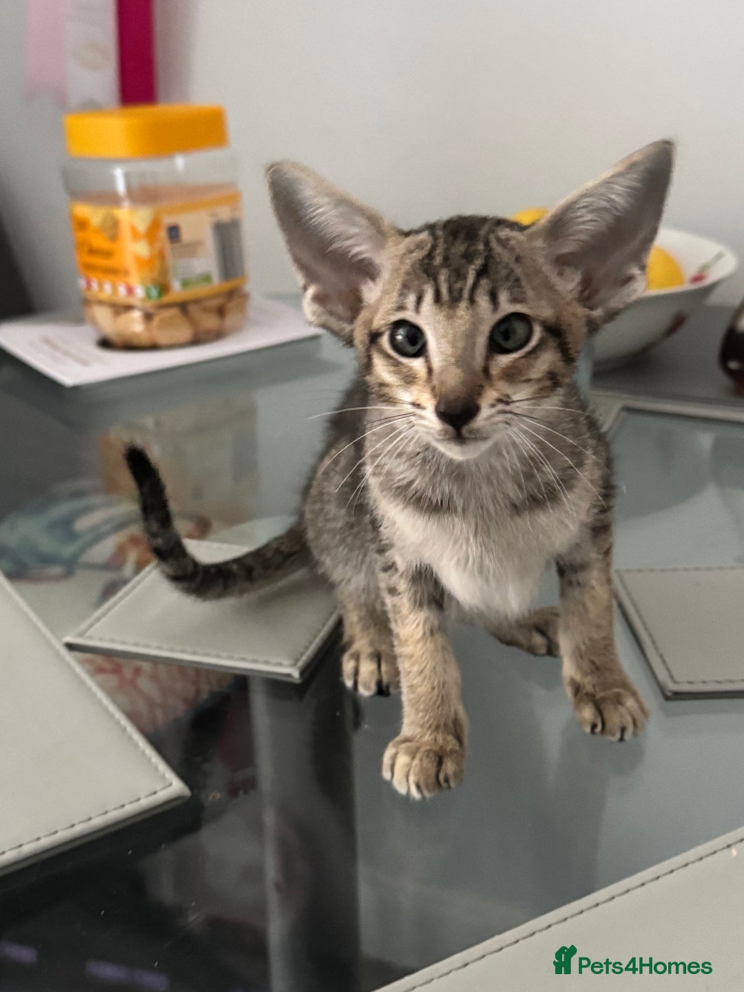Oriental cats for sale: Pedigree Oriental Kittens  - Image 4