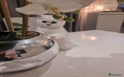 British Shorthair cats for sale: GCCF Chunky Silver tipped health tested parents - Image 8