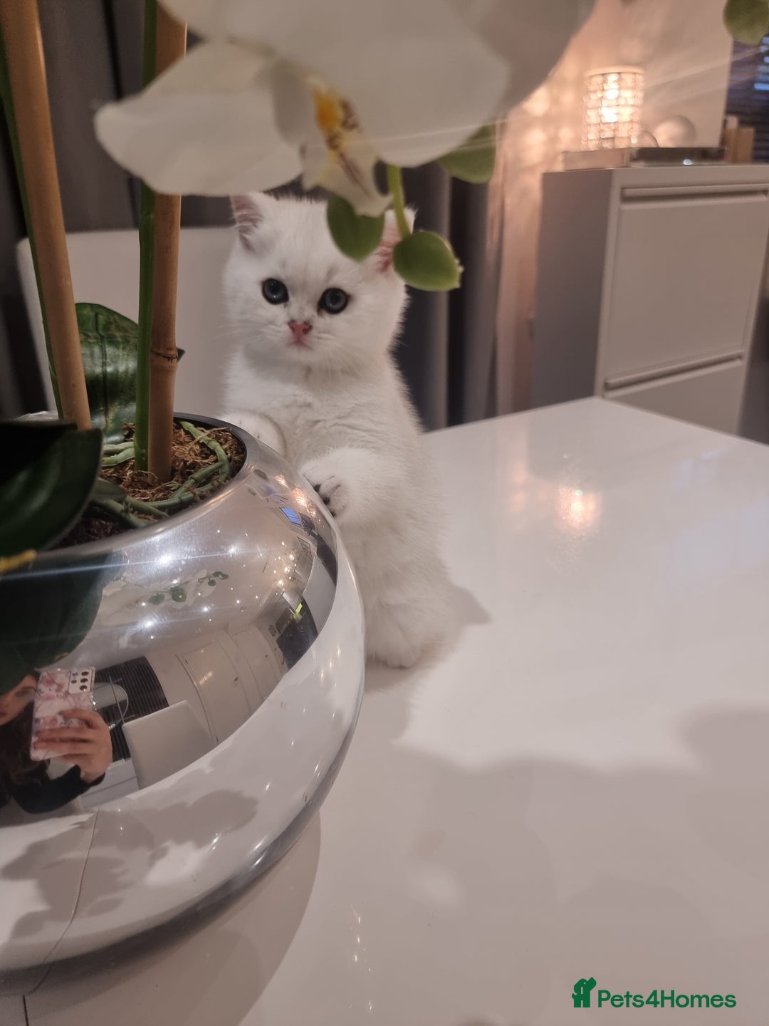 British Shorthair cats for sale: GCCF Chunky Silver tipped health tested parents - Image 8