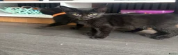 Mixed Breed cats for sale: 5 beautiful kittens  in Stockton-on-Tees - Advert 2