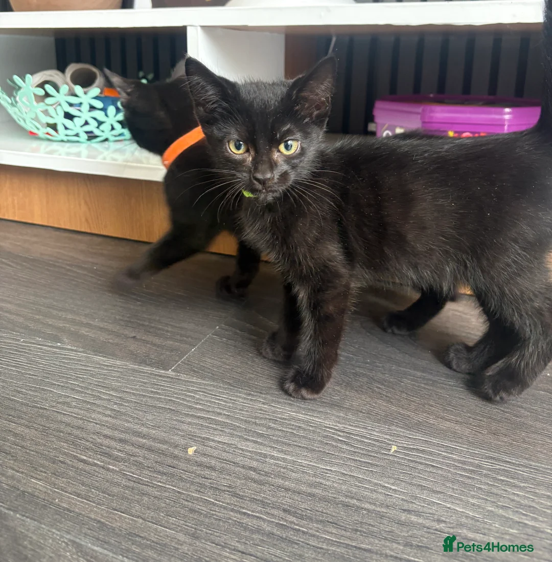 Mixed Breed cats for sale: 5 beautiful kittens  in Stockton-on-Tees - Advert 2