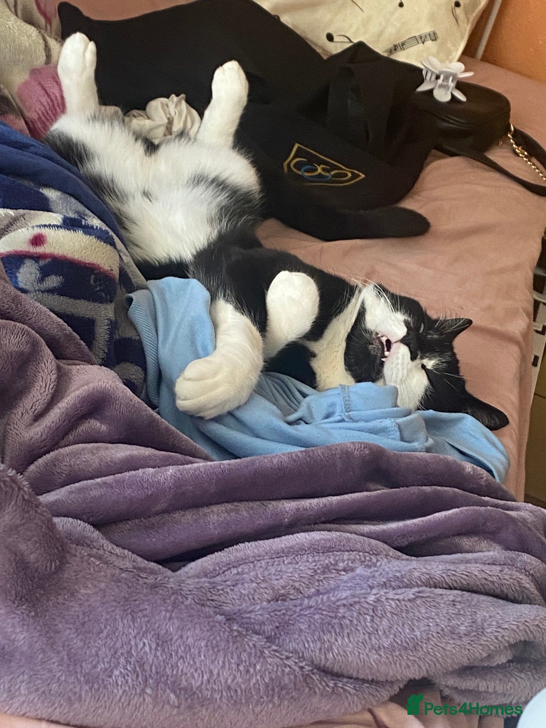 Mixed Breed cats for sale: Tuxedo cat  - Advert 5