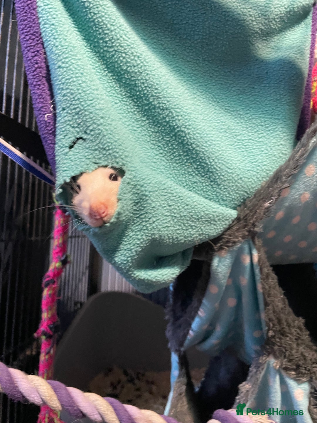 Rat rodents for sale: Two beautiful male rats  - Image 3