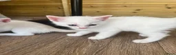 Mixed Breed cats for sale: Lovely kittens - Advert 12